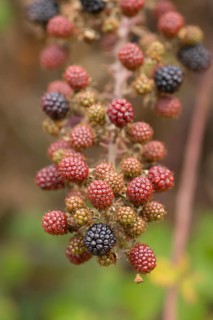 Bramble (Rubus fruticosus) plant fruit blackberries in summer, Suffolk, England, United Kingdom