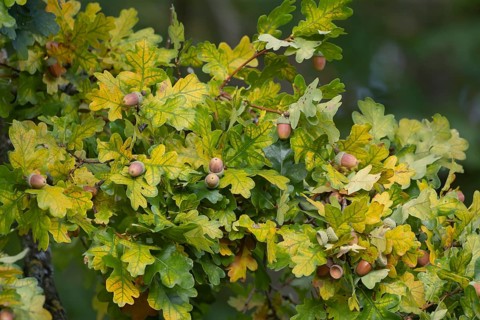 English oak tree (Quercus robur) acorn nuts in autumn, Suffolk, England, United Kingdom