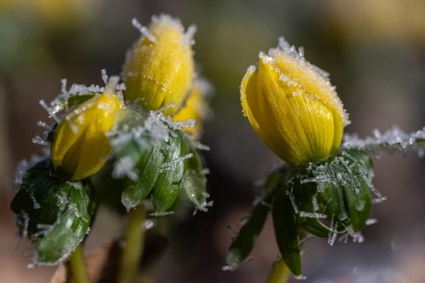 Winter aconite (Eranthis hyemalis), Emsland, Lower Saxony, Germany