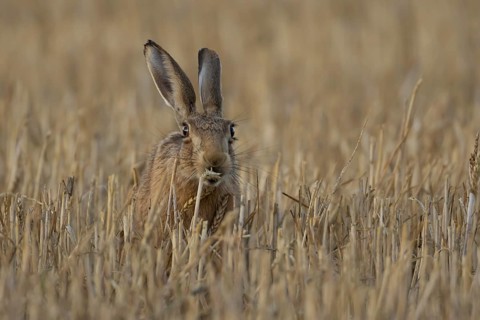 European brown hare (Lepus europaeus) adult animal feeding on a wheat sheath in a farmland stubble