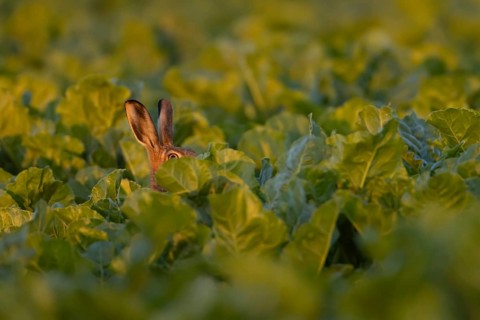 European brown hare (Lepus europaeus) adult animal in a sugar beet crop in a farmland field in