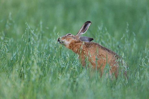 European brown hare (Lepus europaeus) adult animal feeding in a farmland oat cereal field in