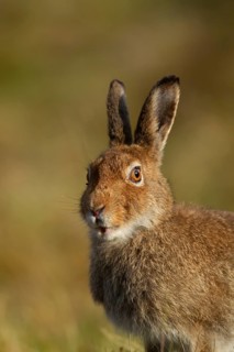 Mountain hare (Lepus timidus) adult animal in its summer coat head portrait, Scotland, United