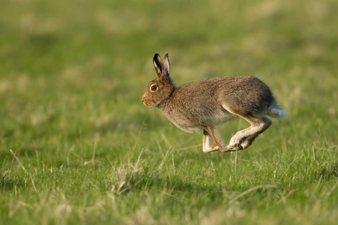 Mountain hare (Lepus timidus) adult animal in its summer coat running on a upland meadow, The
