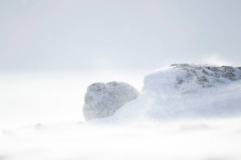 Mountain hare (Lepus timidus) adult animal in its white coat in snow on a mountain in a blizzard in