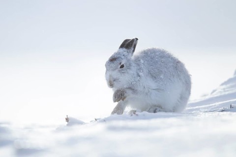 Mountain hare (Lepus timidus) adult animal in its white coat in snow on a mountain in winter,