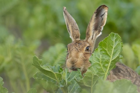 European brown hare (Lepus europaeus) adult animal feeding on a sugar beet crop in a farmland field