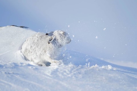 Mountain hare (Lepus timidus) adult animal in its white coat in shaking snow off itself on a