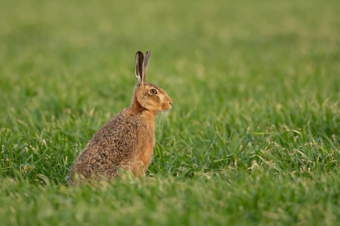 European brown hare (Lepus europaeus) adult animal in a farmland cereal field in spring, Norfolk,