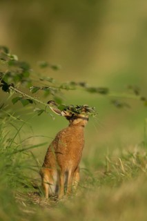 European brown hare (Lepus europaeus) adult animal feeding on a bramble plant in summer, Norfolk,