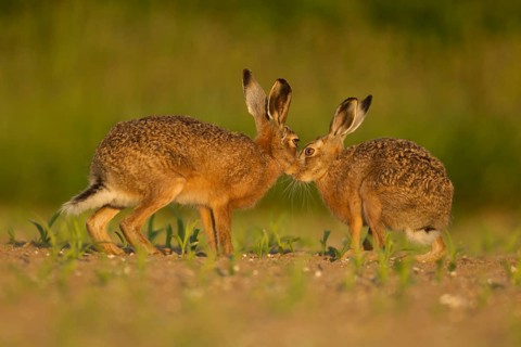 European brown hare (Lepus europaeus) two adult animals hares in love kissing in a farmland maize