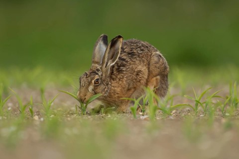 European brown hare (Lepus europaeus) adult animal feeding in a farmland maize field in summer,