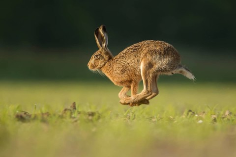 Brown hare Lepus europaeus adult running across a farmland field, Norfolk, England, United Kingdom