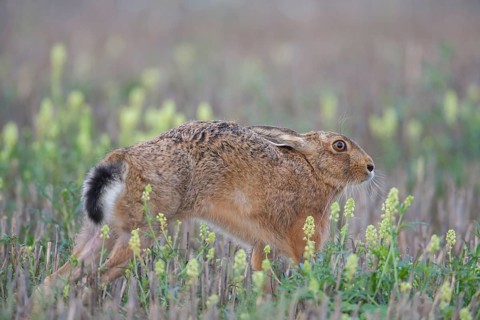 European brown hare (Lepus europaeus) adult animal stretching in a farmland stubble field amongst