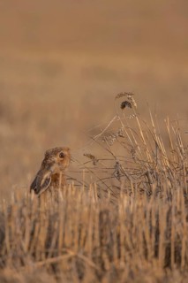 European brown hare (Lepus europaeus) adult animal feeding on a wheat sheath in a farmland stubble