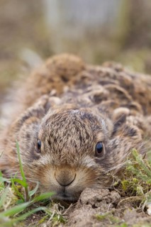 European brown hare (Lepus europaeus) juvenile baby leveret animal resting in a field in spring,