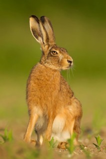 European brown hare (Lepus europaeus) adult animal in a farmland maize field in summer, Norfolk,