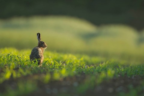 European brown hare (Lepus europaeus) adult animal in a farmland maize field in summer, Norfolk,