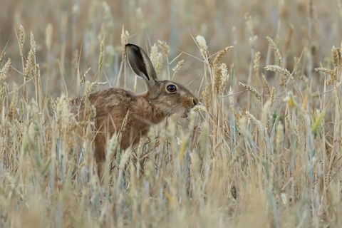 European brown hare (Lepus europaeus) adult animal feeding on a wheat sheath in a farmland field in