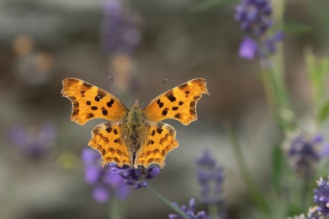 Comma butterfly (Polygonia c-album) adult insect feeding on garden Lavender flowers in summer,