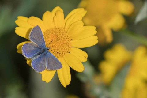 Common blue butterfly (Polyommatus icarus) adult insect male feeding on a Corn marigold flower in