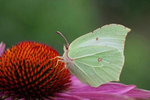 Brimstone butterfly (Gonepteryx rhamni) adult male insect feeding on a Coneflower (Echinacea spp)
