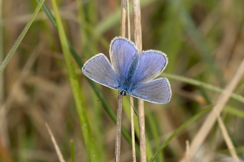 Adonis blue butterfly (Polyommatus bellargus) adult male insect resting on a grass leaf in spring,