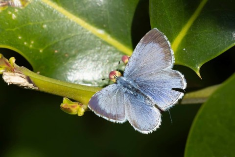 Holly blue butterfly (Celastrina argiolus) adult insect on a Holly tree leaf in spring, Norfolk,