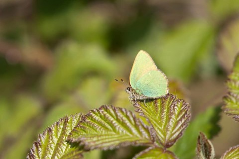 Green hairstreak butterfly (Callophrys rubi) adult insect on a bramble plant leaf in spring,