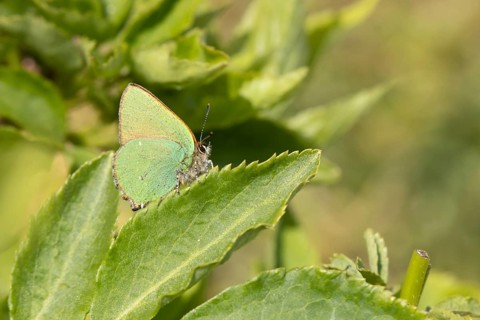 Green hairstreak butterfly (Callophrys rubi) adult insect on a plant leaf in spring, Suffolk,