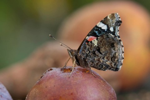 Red admiral butterfly (Vanessa atalanta) adult insect feeding on a fallen plum in a garden in