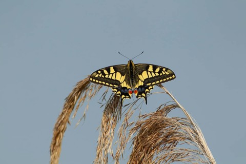 English swallowtail butterfly (Papilio machaon) adult insect resting on a Common reed plant