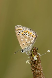 Common blue butterfly (Polyommatus icarus) adult insect resting on a Ribwort plantain flower in