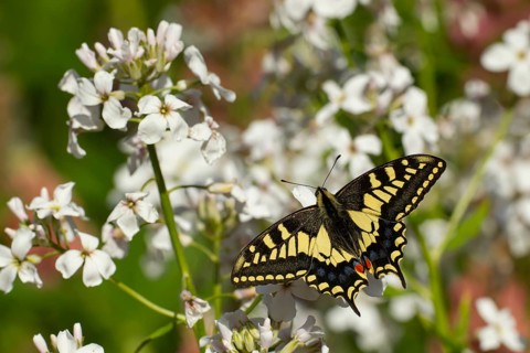 English swallowtail butterfly (Papilio machaon) adult insect feeding on white garden flowers in