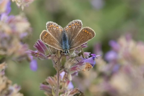 Common blue butterfly (Polyommatus icarus) adult insect female feeding on garden Catmint flowers in