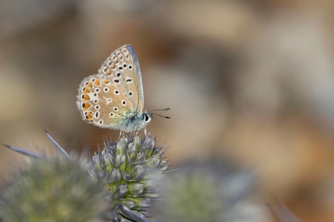 Common blue butterfly (Polyommatus icarus) adult insect feeding on a Sea holly flower in summer,