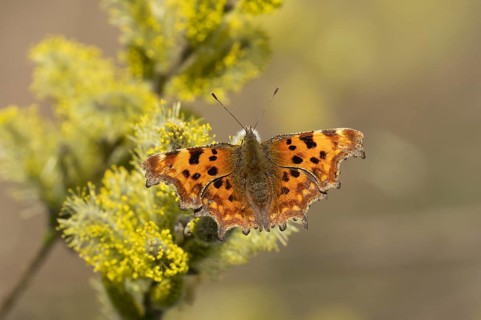 Comma butterfly (Polygonia c-album) adult insect feeding on Goat or Pussy willow (Salix caprea)