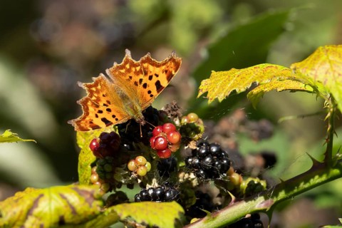 Comma butterfly (Polygonia c-album) adult insect feeding on blackberries fruit in summer, Suffolk,