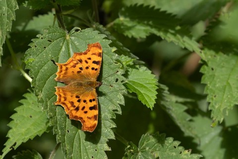 Comma butterfly (Polygonia c-album) adult insect on Stinging nettle leaves in summer, England,