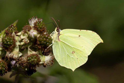 Brimstone butterfly (Gonepteryx rhamni) adult insect feeding on a Bramble flower in summer,
