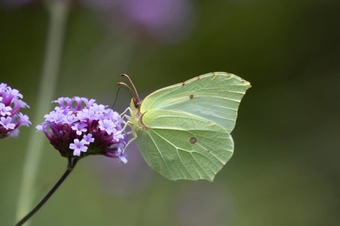 Brimstone butterfly (Gonepteryx rhamni) adult insect feeding on a garden Verbena flower in summer,