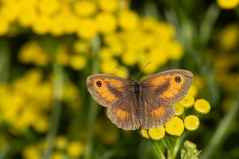 Gatekeeper butterfly (Pyronia tithonus) adult insect feeding on garden Tansy herb flowers in