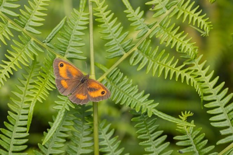 Gatekeeper butterfly (Pyronia tithonus) adult insect resting on a Bracken frond leaf in summer,