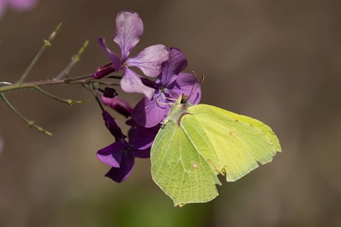 Brimstone butterfly (Gonepteryx rhamni) adult male insect feeding on a Honesty (Lunaria annua)