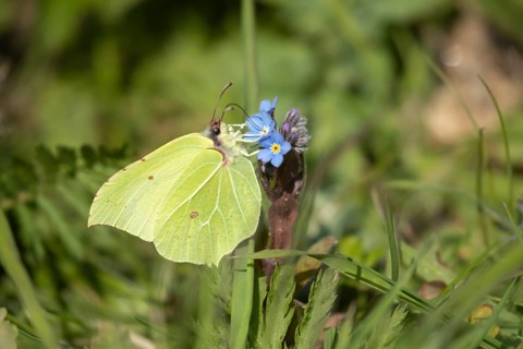 Brimstone butterfly (Gonepteryx rhamni) adult male insect feeding on a Forget-me-not flower in