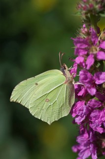 Brimstone butterfly (Gonepteryx rhamni) adult male insect feeding on a Purple loosestrife flower in