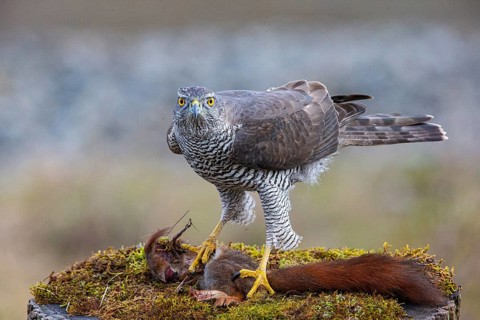 Goshawk (Accipiter gentilis) beheading squirrels Germany