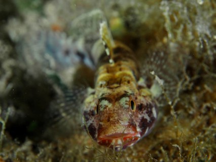 Redmouth goby (Gobius cruentatus) in close-up with clear details of the face. Dive site House Reef,