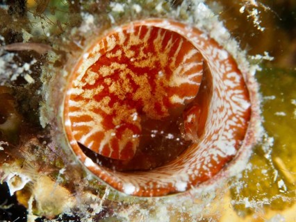 Detailed view of the red-bordered opening of a giant worm snail (Thylacodes arenarius), worm snail,