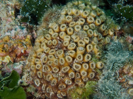 Dense, yellow lawn coral with green algae and small marine animals in between. Muzil Dive Site,